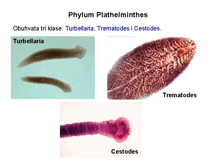Phylum Plathelminthes Obuhvata tri klase: Turbellaria, Trematodes i Cestodes. Turbellaria Trematodes Cestodes 