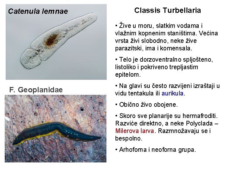 Catenula lemnae Classis Turbellaria • Žive u moru, slatkim vodama i vlažnim kopnenim staništima.