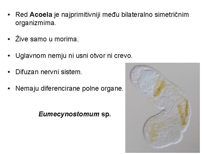  • Red Acoela je najprimitivniji među bilateralno simetričnim organizmima. • Žive samo u