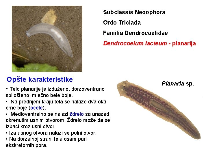 Subclassis Neoophora Ordo Triclada Familia Dendrocoelidae Dendrocoelum lacteum - planarija Opšte karakteristike • Telo