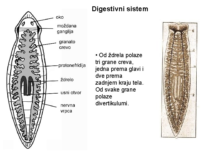 Digestivni sistem • Od ždrela polaze tri grane creva, jedna prema glavi i dve