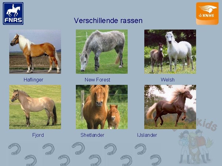 Verschillende rassen Haflinger Fjord New Forest Shetlander Welsh IJslander 