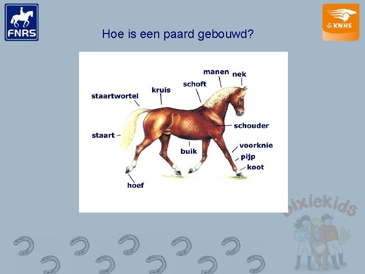 Hoe is een paard gebouwd? 