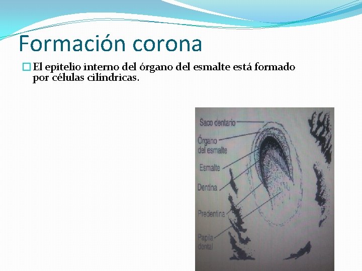 Formación corona �El epitelio interno del órgano del esmalte está formado por células cilíndricas.