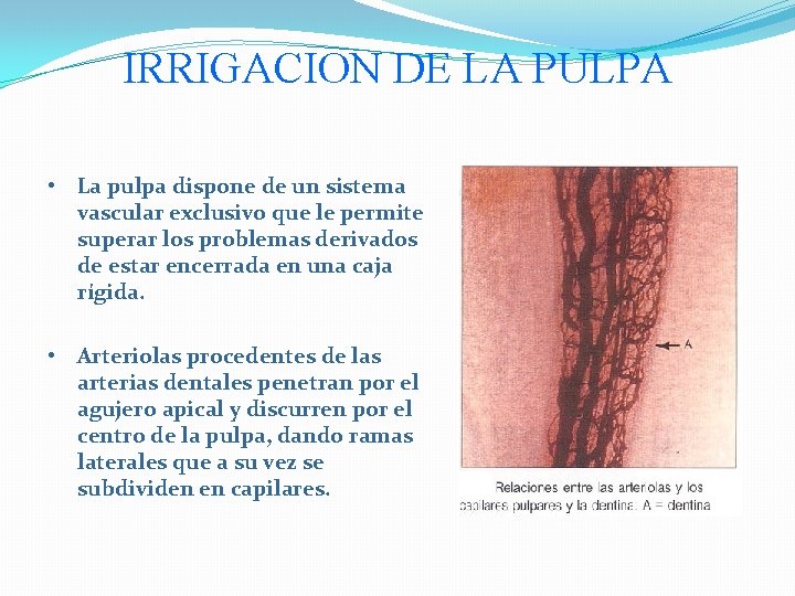 IRRIGACION DE LA PULPA • La pulpa dispone de un sistema vascular exclusivo que
