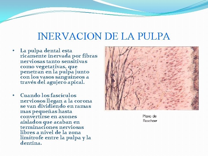 INERVACION DE LA PULPA • La pulpa dental esta ricamente inervada por fibras nerviosas