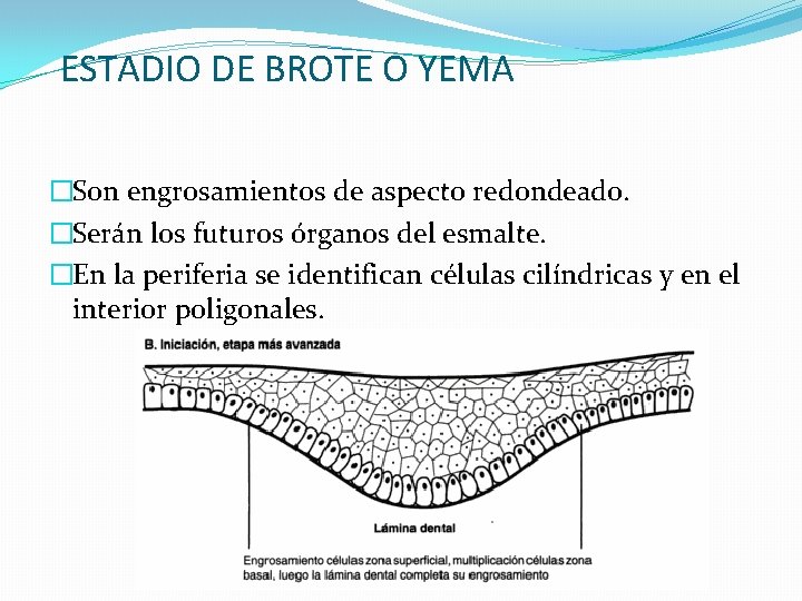 ESTADIO DE BROTE O YEMA �Son engrosamientos de aspecto redondeado. �Serán los futuros órganos