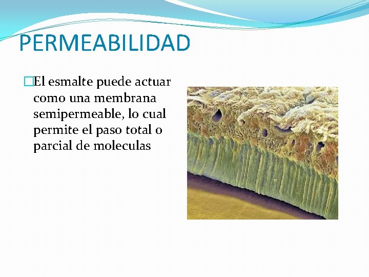 PERMEABILIDAD �El esmalte puede actuar como una membrana semipermeable, lo cual permite el paso