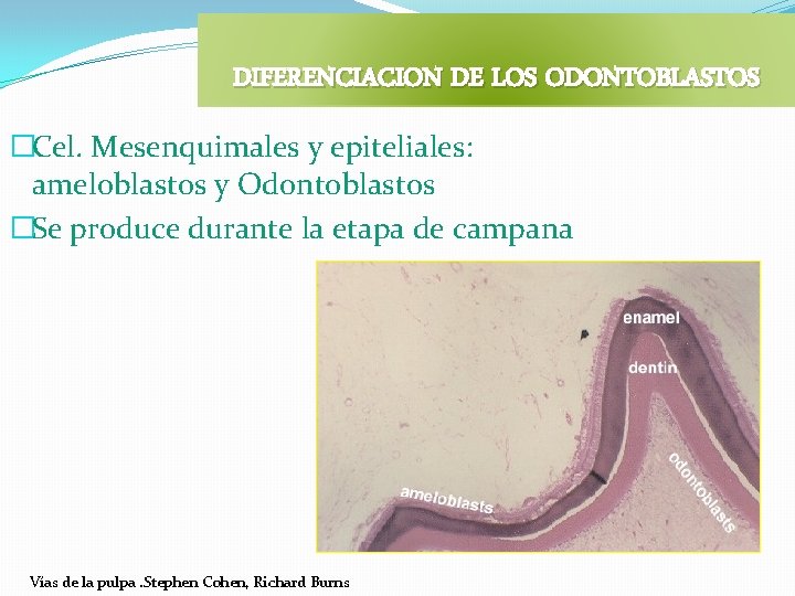 DIFERENCIACION DE LOS ODONTOBLASTOS �Cel. Mesenquimales y epiteliales: ameloblastos y Odontoblastos �Se produce durante