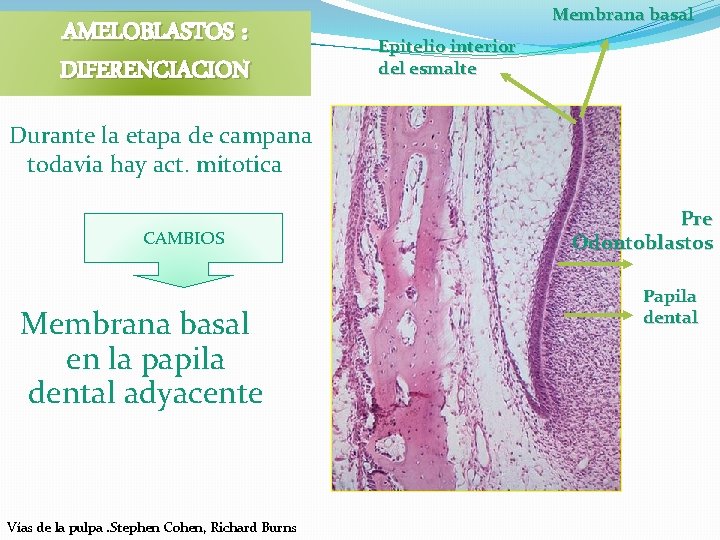 AMELOBLASTOS : DIFERENCIACION Membrana basal Epitelio interior del esmalte Durante la etapa de campana