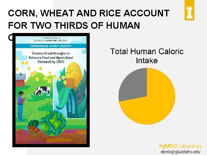 CORN, WHEAT AND RICE ACCOUNT FOR TWO THIRDS OF HUMAN CALORIC INTAKE Ag. MEQ