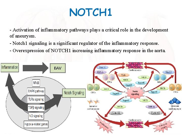 NOTCH 1 - Activation of inflammatory pathways plays a critical role in the development