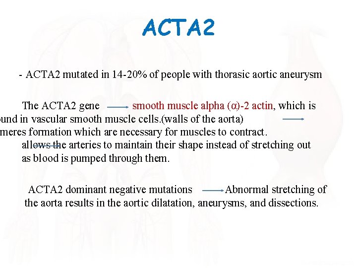 ACTA 2 - ACTA 2 mutated in 14 -20% of people with thorasic aortic