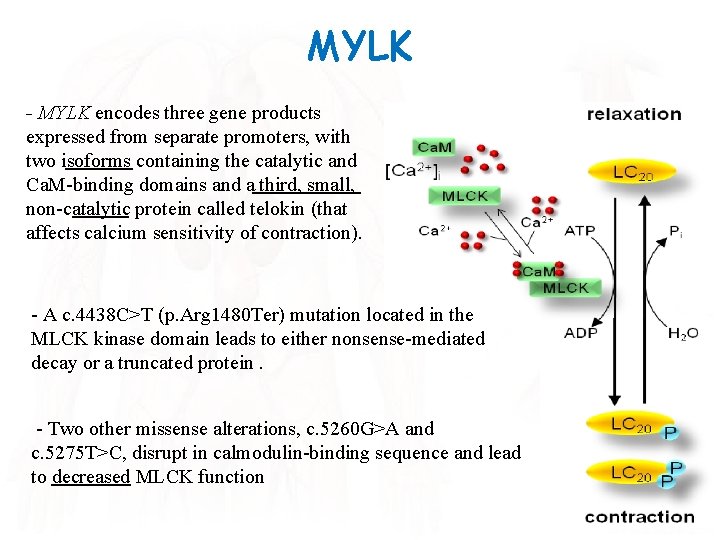 MYLK - MYLK encodes three gene products expressed from separate promoters, with two isoforms