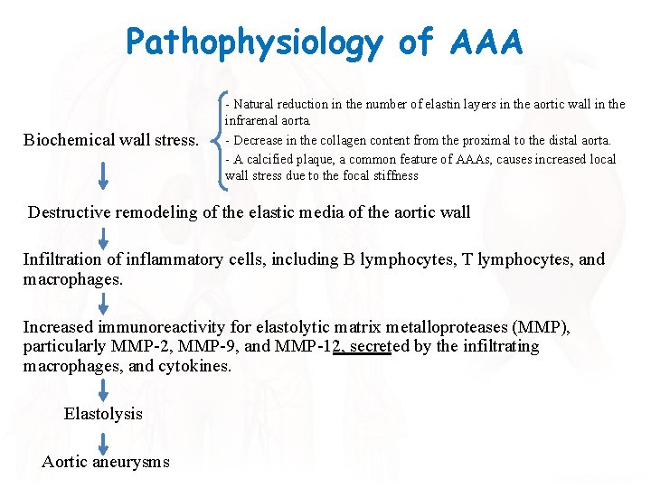 Pathophysiology of AAA Biochemical wall stress. - Natural reduction in the number of elastin