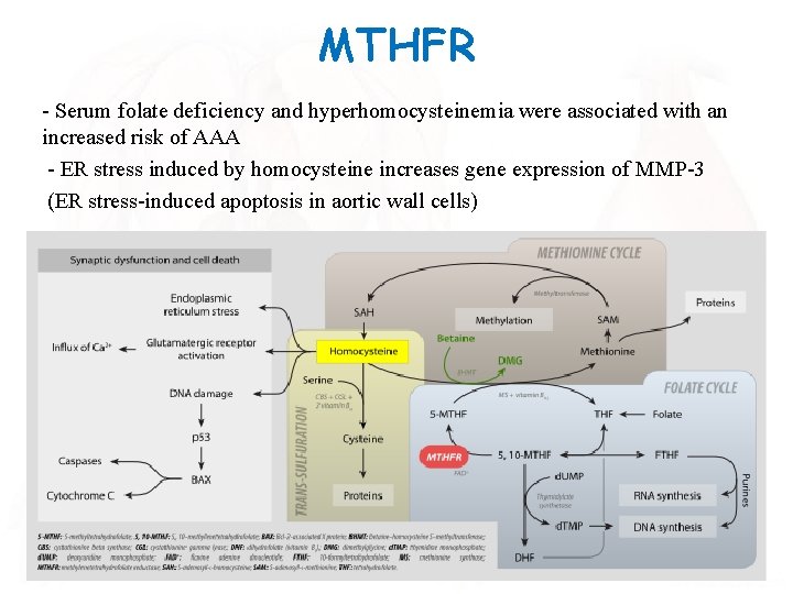 MTHFR - Serum folate deficiency and hyperhomocysteinemia were associated with an increased risk of