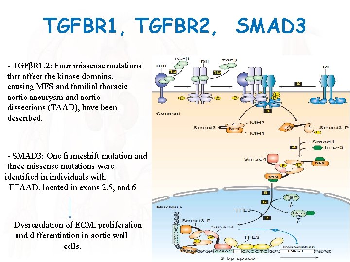 TGFBR 1, TGFBR 2, SMAD 3 - TGFβR 1, 2: Four missense mutations that