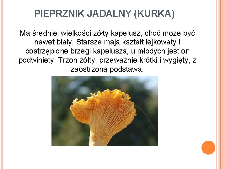 PIEPRZNIK JADALNY (KURKA) Ma średniej wielkości żółty kapelusz, choć może być nawet biały. Starsze