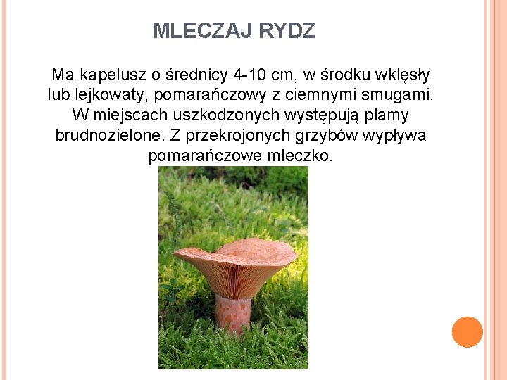 MLECZAJ RYDZ Ma kapelusz o średnicy 4 -10 cm, w środku wklęsły lub lejkowaty,