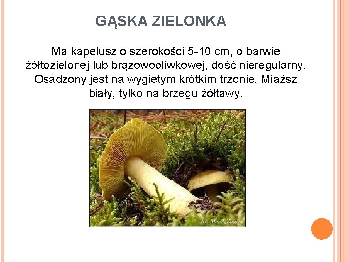 GĄSKA ZIELONKA Ma kapelusz o szerokości 5 -10 cm, o barwie żółtozielonej lub brązowooliwkowej,