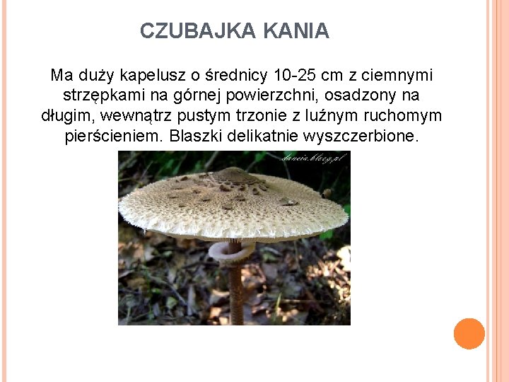 CZUBAJKA KANIA Ma duży kapelusz o średnicy 10 -25 cm z ciemnymi strzępkami na