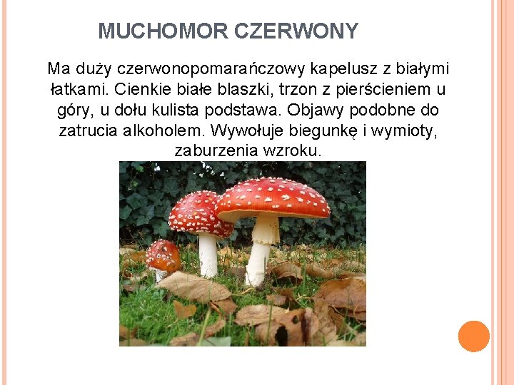 MUCHOMOR CZERWONY Ma duży czerwonopomarańczowy kapelusz z białymi łatkami. Cienkie białe blaszki, trzon z