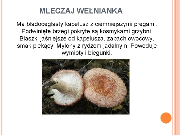 MLECZAJ WEŁNIANKA Ma bladoceglasty kapelusz z ciemniejszymi pręgami. Podwinięte brzegi pokryte są kosmykami grzybni.