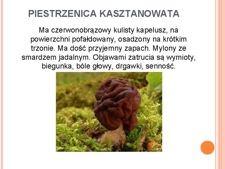 PIESTRZENICA KASZTANOWATA Ma czerwonobrązowy kulisty kapelusz, na powierzchni pofałdowany, osadzony na krótkim trzonie. Ma