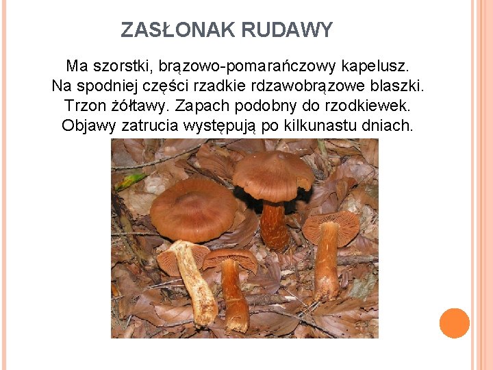 ZASŁONAK RUDAWY Ma szorstki, brązowo-pomarańczowy kapelusz. Na spodniej części rzadkie rdzawobrązowe blaszki. Trzon żółtawy.