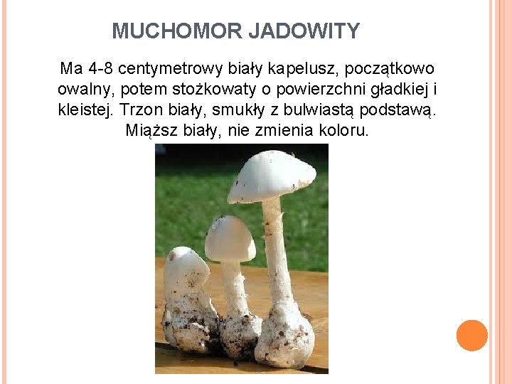 MUCHOMOR JADOWITY Ma 4 -8 centymetrowy biały kapelusz, początkowo owalny, potem stożkowaty o powierzchni