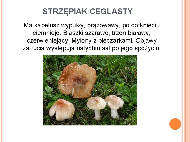 STRZĘPIAK CEGLASTY Ma kapelusz wypukły, brązowawy, po dotknięciu ciemnieje. Blaszki szarawe, trzon białawy, czerwieniejący.