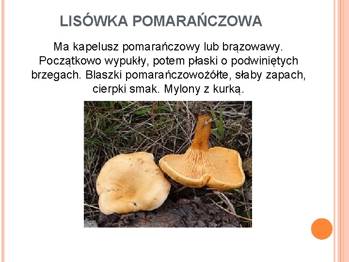 LISÓWKA POMARAŃCZOWA Ma kapelusz pomarańczowy lub brązowawy. Początkowo wypukły, potem płaski o podwiniętych brzegach.