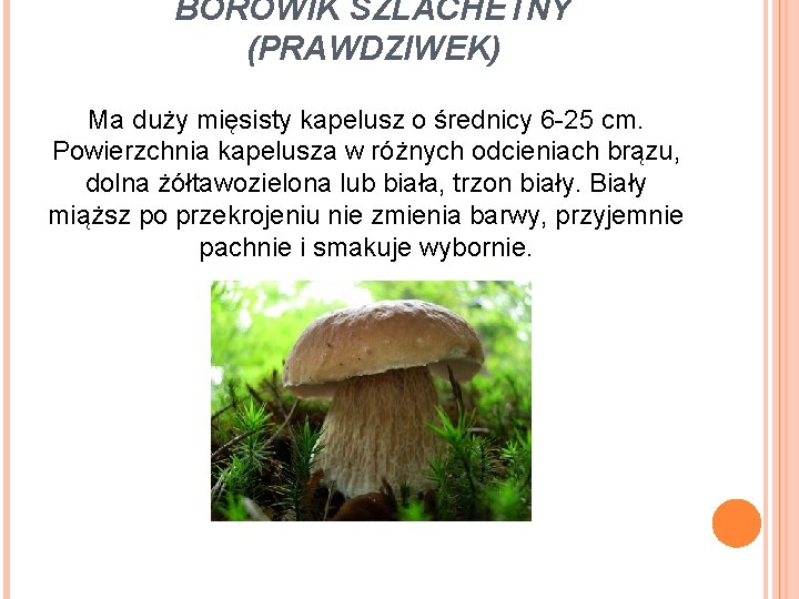 BOROWIK SZLACHETNY (PRAWDZIWEK) Ma duży mięsisty kapelusz o średnicy 6 -25 cm. Powierzchnia kapelusza