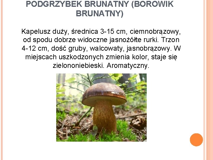 PODGRZYBEK BRUNATNY (BOROWIK BRUNATNY) Kapelusz duży, średnica 3 -15 cm, ciemnobrązowy, od spodu dobrze