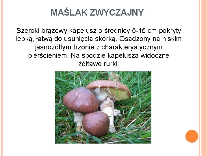 MAŚLAK ZWYCZAJNY Szeroki brązowy kapelusz o średnicy 5 -15 cm pokryty lepką, łatwą do