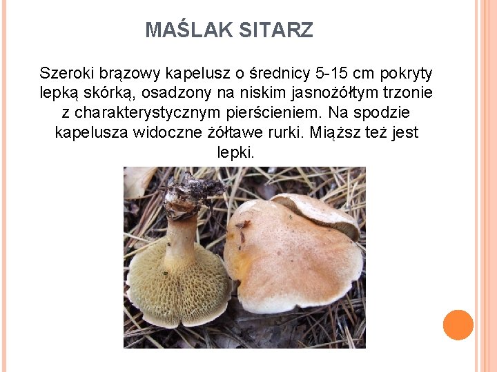 MAŚLAK SITARZ Szeroki brązowy kapelusz o średnicy 5 -15 cm pokryty lepką skórką, osadzony