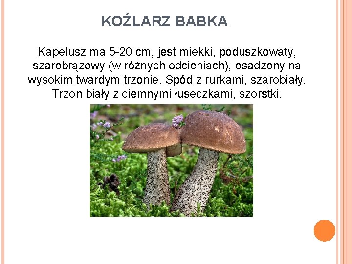 KOŹLARZ BABKA Kapelusz ma 5 -20 cm, jest miękki, poduszkowaty, szarobrązowy (w różnych odcieniach),