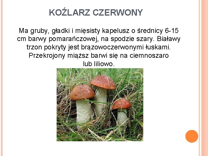 KOŹLARZ CZERWONY Ma gruby, gładki i mięsisty kapelusz o średnicy 6 -15 cm barwy