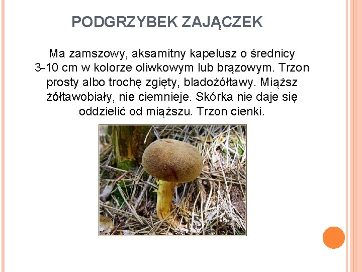 PODGRZYBEK ZAJĄCZEK Ma zamszowy, aksamitny kapelusz o średnicy 3 -10 cm w kolorze oliwkowym