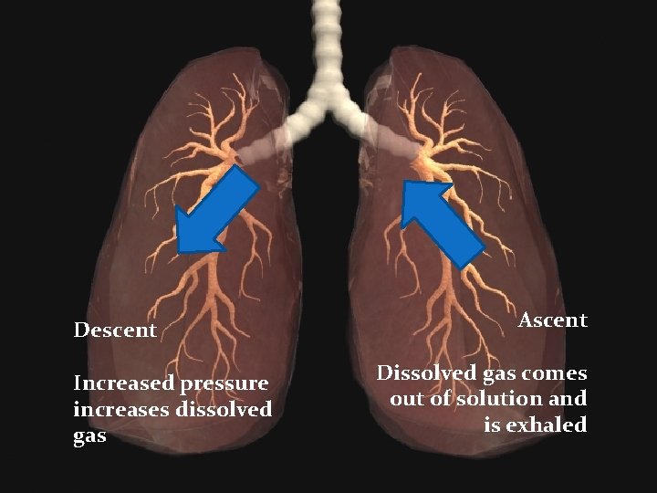 Descent Increased pressure increases dissolved gas Ascent Dissolved gas comes out of solution and