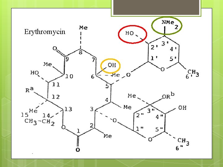 Erythromycin 