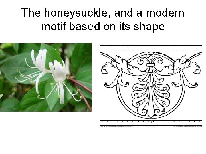 The honeysuckle, and a modern motif based on its shape 