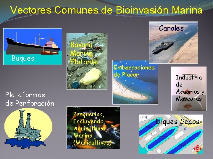 Vectores Comunes de Bioinvasión Marina Canales Buques Basura Marina Flotante Plataformas de Perforación Pesquerías,