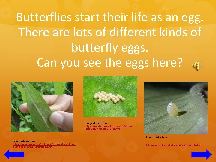 Butterflies start their life as an egg. There are lots of different kinds of