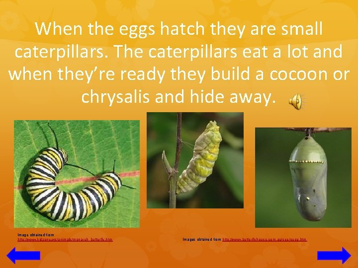 When the eggs hatch they are small caterpillars. The caterpillars eat a lot and