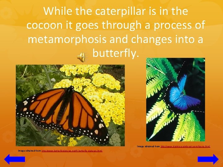 While the caterpillar is in the cocoon it goes through a process of metamorphosis