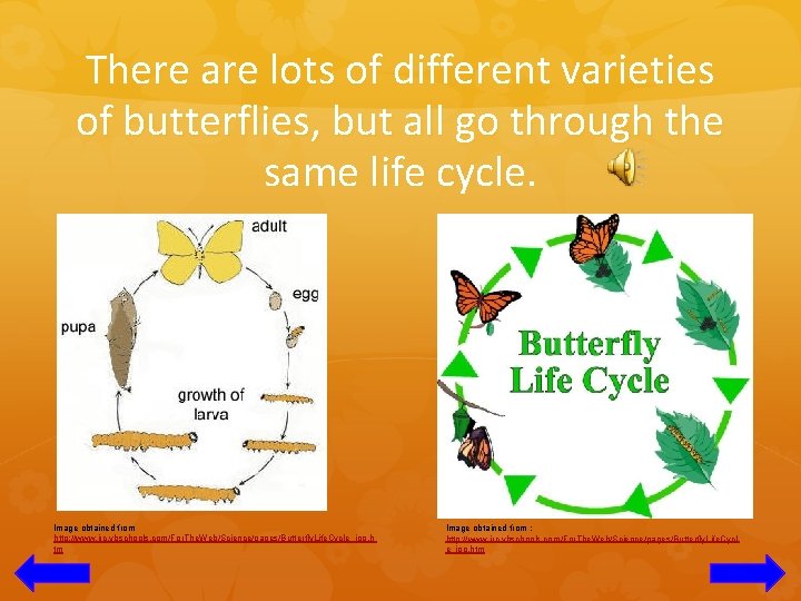 There are lots of different varieties of butterflies, but all go through the same