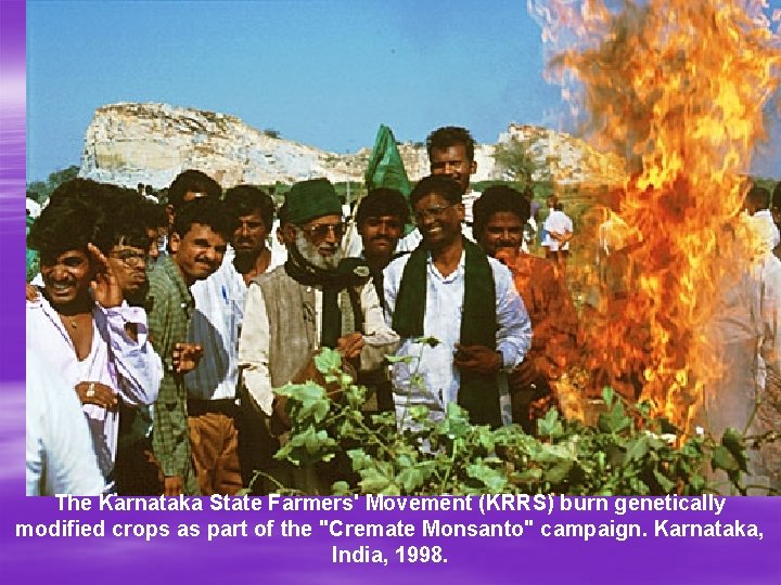 The Karnataka State Farmers' Movement (KRRS) burn genetically modified crops as part of the