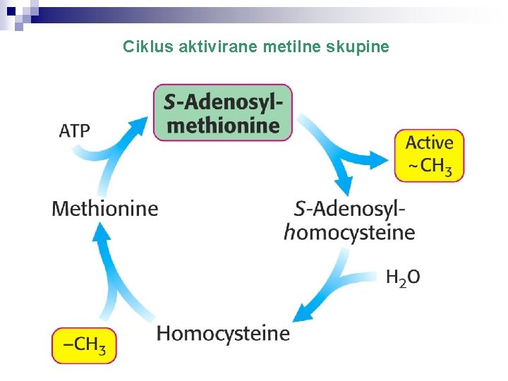 Ciklus aktivirane metilne skupine 