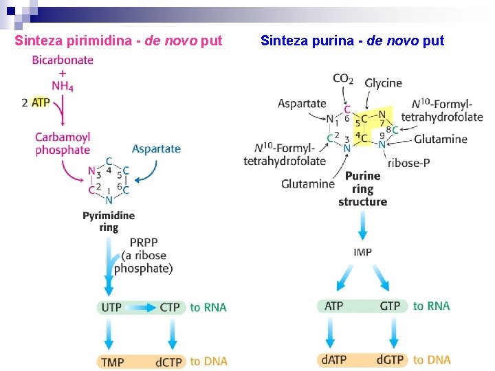 Sinteza pirimidina - de novo put Sinteza purina - de novo put 